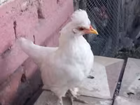 gallina danesa — foto 5