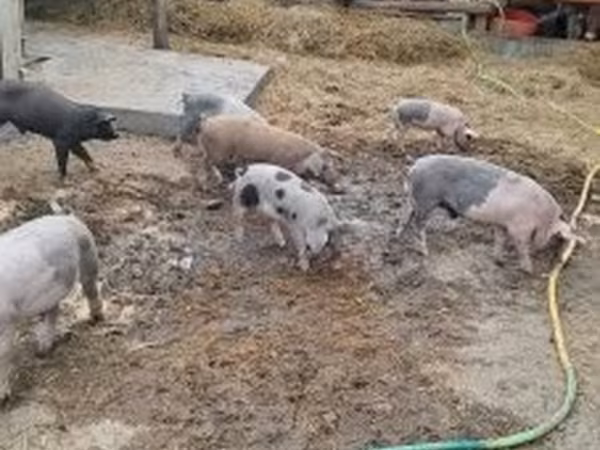 Süldőanya, Sertések — Magyarország