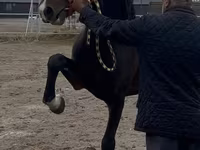 Kůň, Orlov Trotter — foto 3