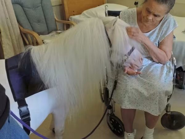 Mare, Miniature horse
