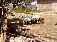 Ziegenbock, Alpine goat — Foto 6