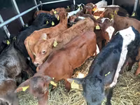 Taureau, Vache limousine — photo 3