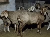 Ovelha, Arashan sheep — foto 4