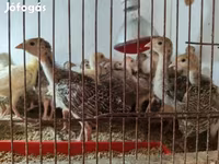 Turkeys — 照片 1