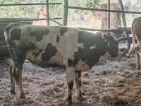 بقرة, Russian Black pied cattle — الصورة 4
