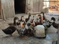 Ducks — 2. fotó