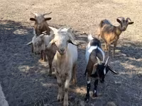 बकरा, बकरियाँ — फ़ोटो 8