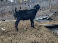 Bak, Anatolian Black goats — 5. fotó