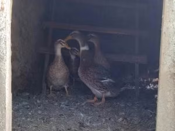 Ducks
