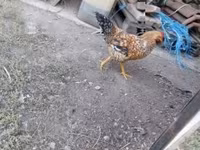 Chickens — 2-сурет