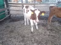 Bull, Simmental cattle — photo 6