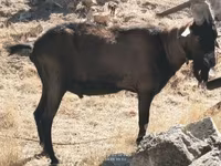 Теке, Alpine goat — 3-сурет