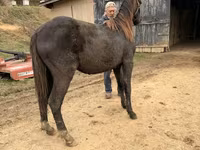 Hing, Black Sea breed — 6. fotó