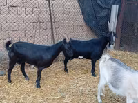 Bak, Saanen goat — 1. fotó