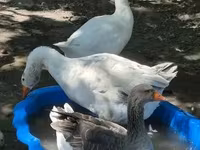 Geese — الصورة 3