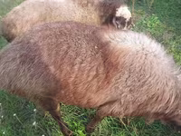 Goat, Goats — photo 6