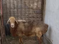 Bélier, Edilbay sheep — photo 1