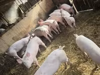 公猪, Pigs — 照片 7