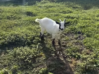 母山羊, Goats — 照片 5