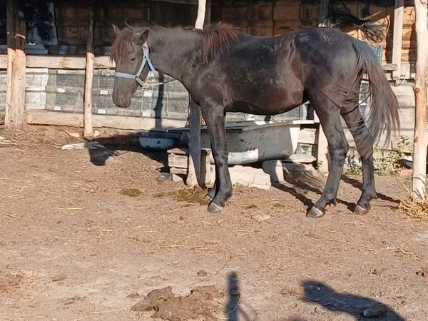 Koń, Konie