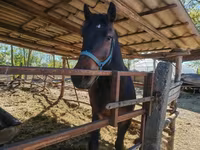 公马, Horses — 照片 1