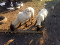 Carnero, White Suffolk sheep — foto 1