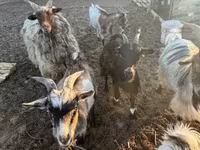 Goats (batch, sex not specified), Goats — photo 1