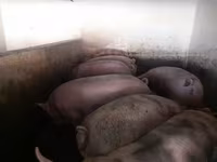 猪（批次，未指定性别）, Pigs — 照片 2