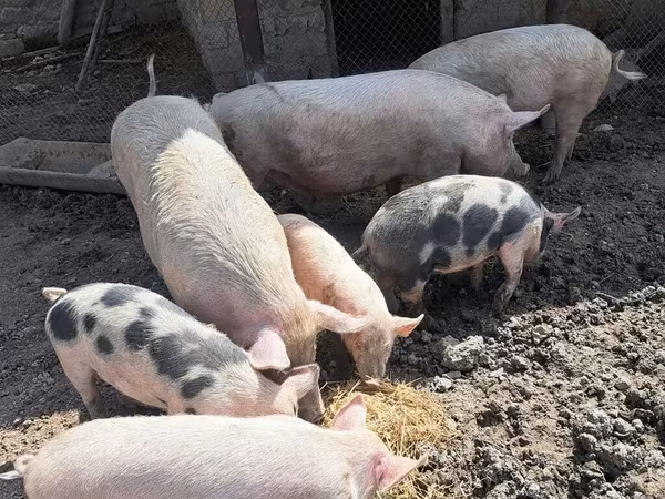 Boar, Pigs