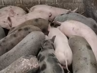 公猪, Pigs — 照片 3