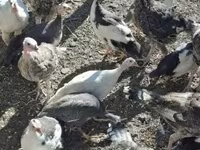 Turkeys — 2-сурет