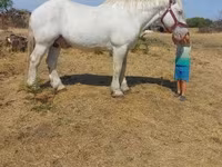 حصان, Percheron — الصورة 5
