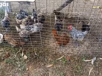 Chickens — foto 4