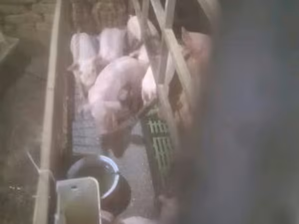 Pigs (batch, sex not specified), Pigs — Hungary