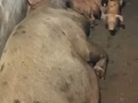 Pigs (batch, sex not specified), Дюрок — photo 5