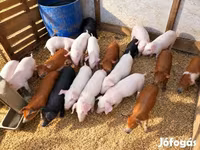 猪（批次，未指定性别）, Pigs — 照片 1