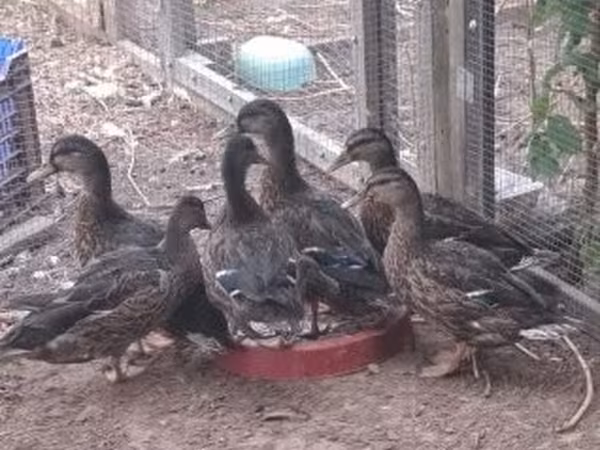 Ducks — Ungarn
