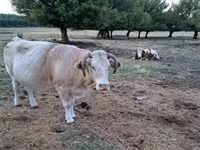 母牛, Simmental cattle — 照片 3