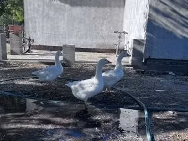 Geese — Ungarn