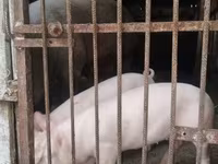 公猪, Pigs — 照片 3