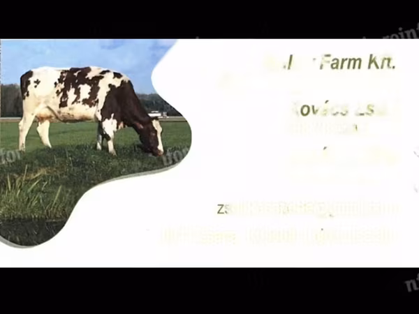 Сиыр, Бельгиялық көк