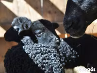 Kos, Racka sheep — 1. fotó