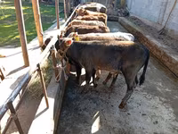 Byk, Swiss cattle — zdjęcie 5