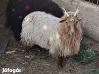 Oveja, Racka sheep — foto 5