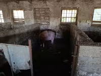 Boar, Pigs — photo 2