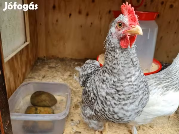 Japanese Bantam — Hungary