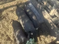 خنزير ذكر, Вьетнамская вислобрюхая — الصورة 5