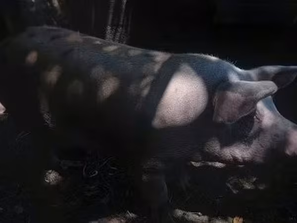 母猪, Pigs