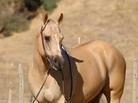 Hing, Quarter Horse — 7. fotó