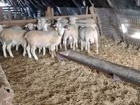 公羊, Sheep — 照片 1